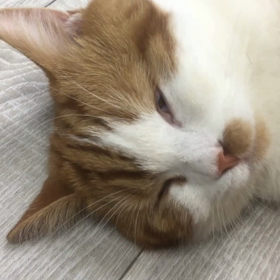 何の夢！？の画像