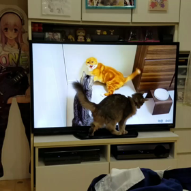 ジャレてる姿が可愛すぎるの画像