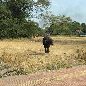 インド306日目 2018年11月2日 牛の横断の画像
