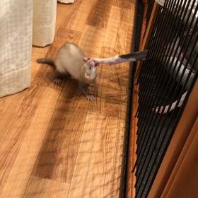 今日のシナモンとハウル  ニアミス！！②の画像