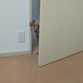 それノック❓の画像