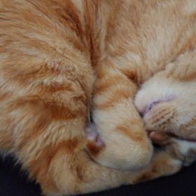 おはよーごじゃいましゅにゃの画像