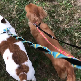 ♪お散歩動画♪代々木公園♪の画像