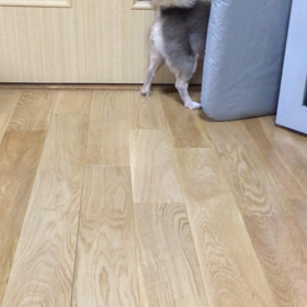 ちゃきちゃきの画像