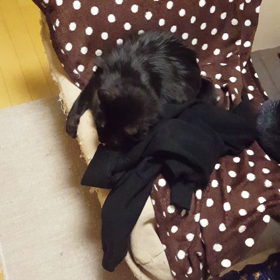 うちの猫はは腋臭が好きBYもちの画像