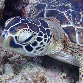 もしもしカメさんの画像