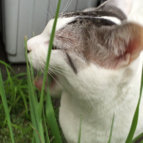 むしゃむしゃからの～の画像