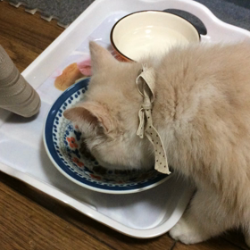 やってきた〜パート2の画像