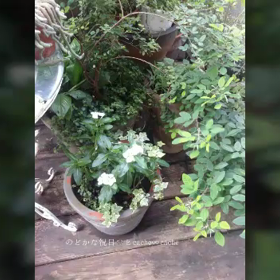 沖縄市の小さなお花屋さん　幸せな隠れ家　cache∞cache－カシュカシュ－　の画像