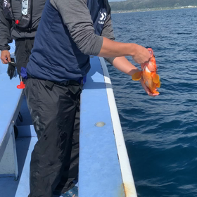 ロックフィッシュの画像