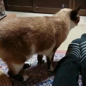 おかえり～って聞こえない？の画像