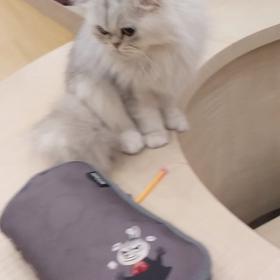 猫の王様の画像