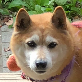 ショボーン(´・ω・｀)の画像