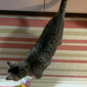 じゃらしなお時間に動じないオンナが…の画像