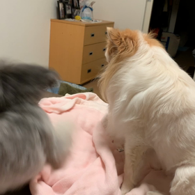 チンピラ？の画像