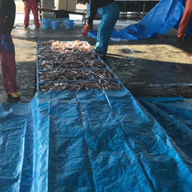 外海底引き網のみ！の画像