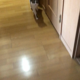 今日は何故祝日？デールの6色の声　動画！の画像