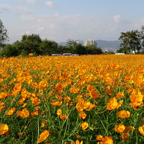 そよそよ秋桜♪の画像