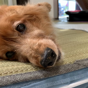 ネットで見てると…の画像