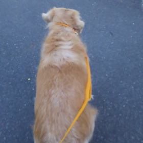 シェリの朝散歩の画像