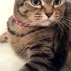 猫じゃらす♪の画像