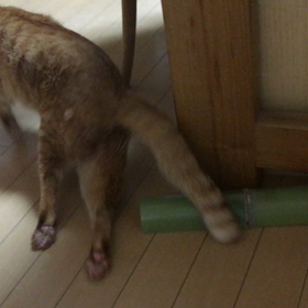 発症から2日目の画像