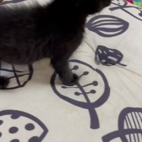 ｷｭ━.+ﾟ*(оﾟдﾟо)*ﾟ+.━ﾝの画像