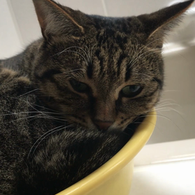 オキシトシン放出の画像