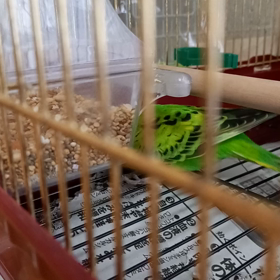 おくちゃん、新聞紙を散らかすの画像