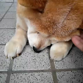 癒しのワンニャンの画像