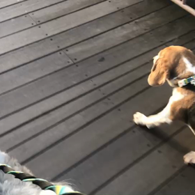 ♪お散歩動画♪お台場海浜公園♪の画像