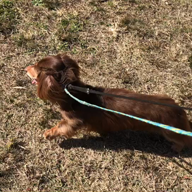 ♪お散歩動画♪代々木公園♪の画像