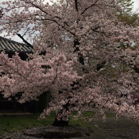 誘われない  スネる （−＿−；）の画像