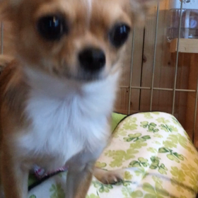 マテ・しゅうの場合の画像