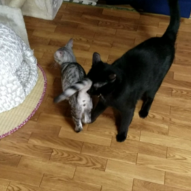 Ｒ＆Ｏ(4)現在の様子♪の画像