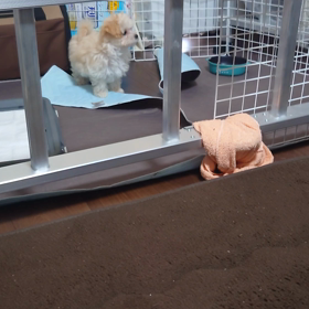 相変わらずヤンチャです。の画像