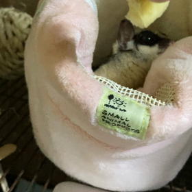 フ クロモモンガのモモちゃんの画像