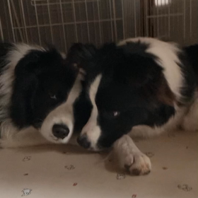 ずっと見ていられる親子犬の画像