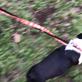 ♪お散歩動画♪代々木公園♪②の画像