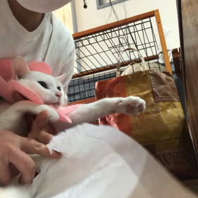 ノアの  圧迫排尿動画の画像