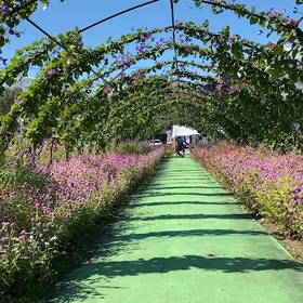 夢コスモス園でのかけっこの画像