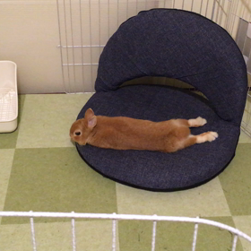 ちっちゃリラックスの画像