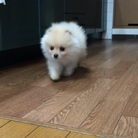 今日からの画像