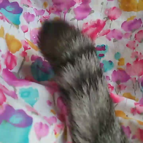 さくらのしっぽの画像