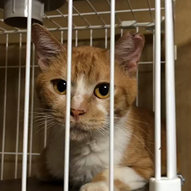 多頭飼育レスキュー【4月20日】の画像