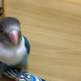 お迎え351日目の画像