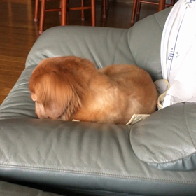 実家帰省中6日目.チップとデールの最新情報の画像