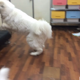 リリーちゃん&ふじこちゃんの画像