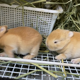 むーみんちゃんベビー　お目目があきました！の画像