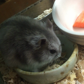 初◯◯◯と動くジェムの画像